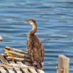 Cormorano fiume