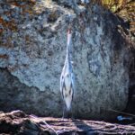 Airone_gita_barca_fiume_temoJPG