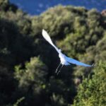 GARZETTA_gita_barca_fiume_temoJPG