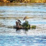 Nitticore_gita_barca_fiume_temoJPG