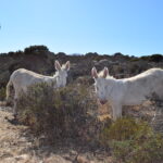 Asinara asinelli
