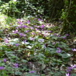 Sottobosco_cammino_santo