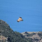 VOLO_lungo_il_volo_grifoni