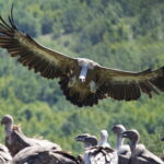 atterraggio grifoni_lungo_il_volo_grifoni