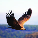 grifoni1_lungo_il_volo_grifoni