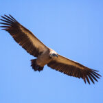 planata_lungo_il_volo_grifoni