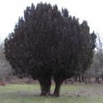 tasso_badde_salighesJPG