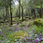 Bosco Ortachis Mularza noa