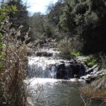 Un sentiero nel bosco Ortachis