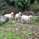 Intro e Monte pecore