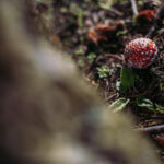 00081_AntunnaPiritzolu_Reportage2018_MG_2589