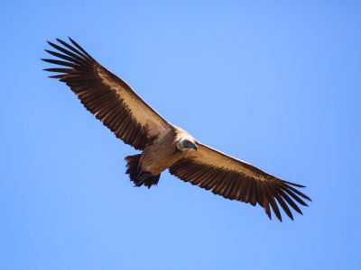 planata_lungo_il_volo_grifoni